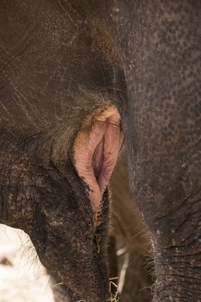 Elefantenmaul