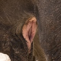 Elefantenmaul