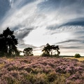 Pue 2020 08 20 FotoGraf Itterbecker Heide Nr 8369-Pano kl