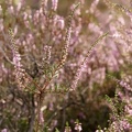 DSC01016-Itterbecker Heide - Angelika