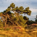 DSC01089-Itteckerbecker Heide-Angelika