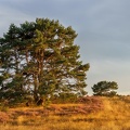 DSC01093-Itteckerbecker Heide - Angelika