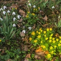 Natur im Frühling