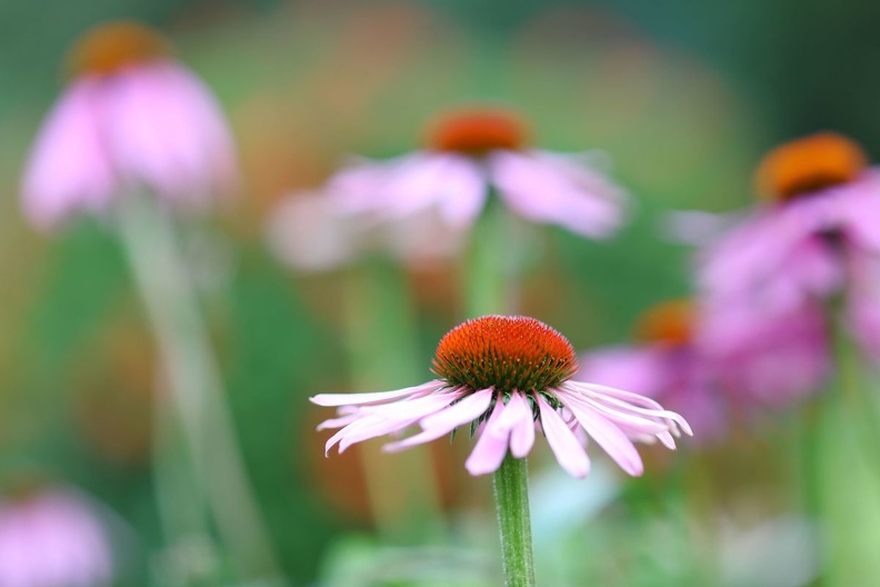Blume H