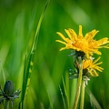 Margarinenblume