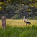 Storch in Hoogstede