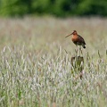 Brachvogel
