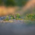 600mm Straße