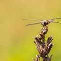 Libelle