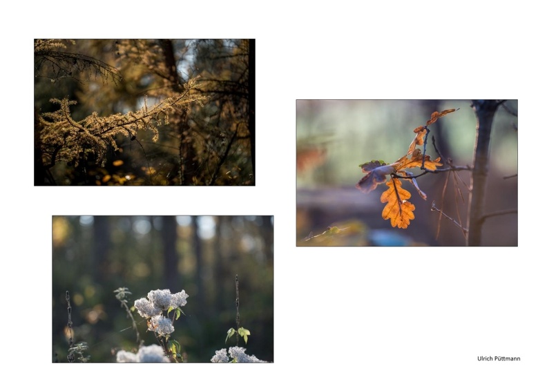 Vorschlag Herbstbilder Waldl Puettmann