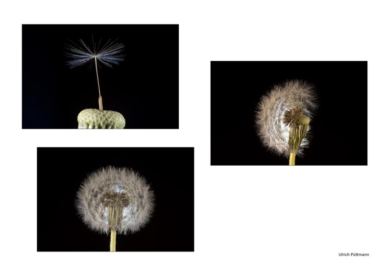 Vorschlag Loewenzahn Pusteblume Puettmann