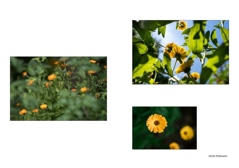 Vorschlag Ringelblume Puettmann