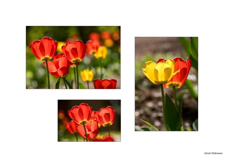 Vorschlag Tulpen Puettmann