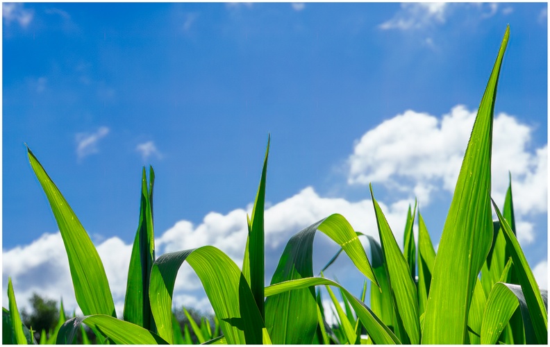 Mais 2 (2837 visits) Mais 2