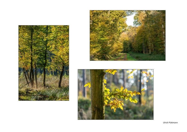 Vorschlag Bentheimer Wald Buchenlaub Puettmann