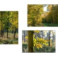 Vorschlag Bentheimer Wald Buchenlaub Puettmann