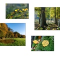 Vorschlag Bentheimer Wald Buchenlaub II Puettmann