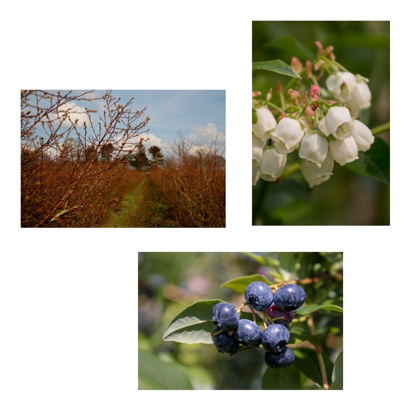 Collage 1 - Heidelbeeren - Hermine Kaalmink