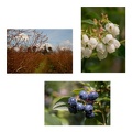 Collage 1 - Heidelbeeren - Hermine Kaalmink