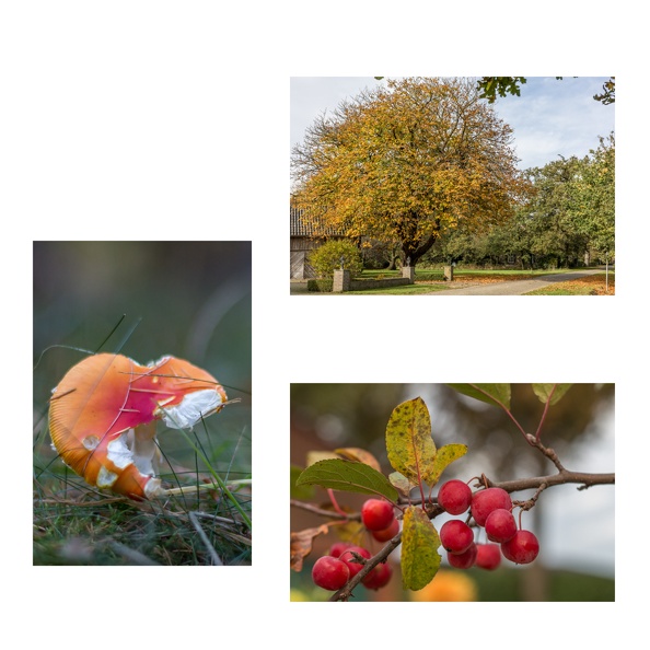 Collage 7 -  Herbst- Hermine Kaalmink