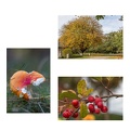 Collage 7 -  Herbst- Hermine Kaalmink