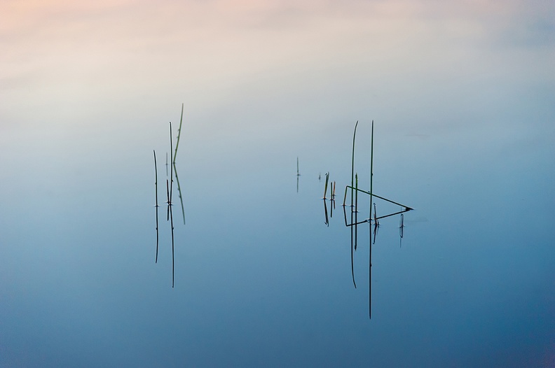 Nirbhi Schmidt grass stalks in the water