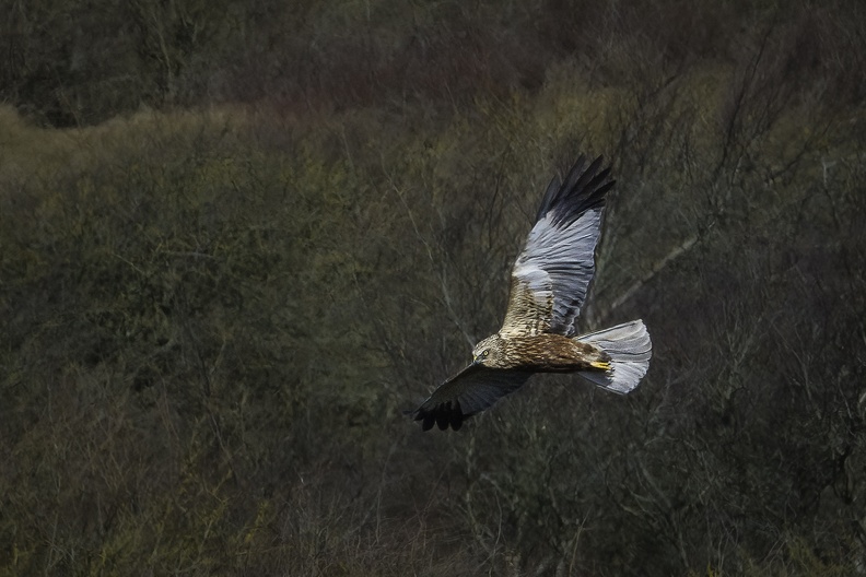 Tiere03 (1146 visits) Tiere03