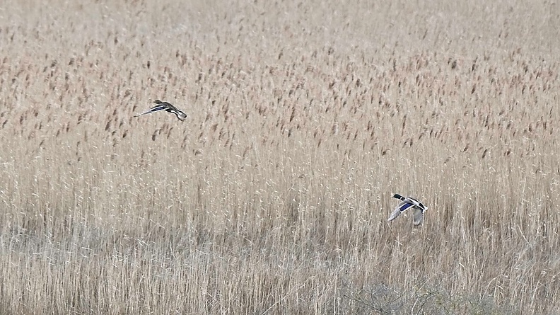 Tiere02 (1187 visits) Tiere02