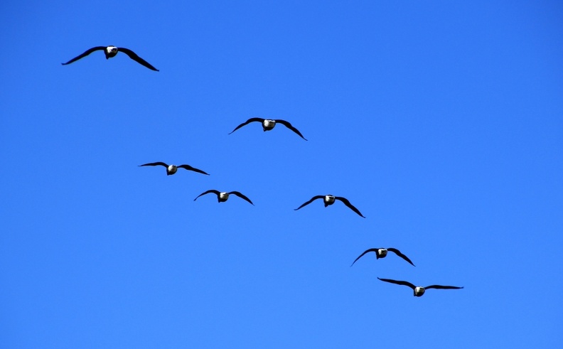 Tiere04 (1231 visits) Tiere04