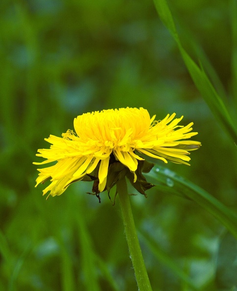 Löwenzahn (839 visits) Löwenzahn