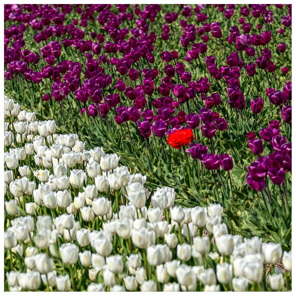 Tulpenfelder