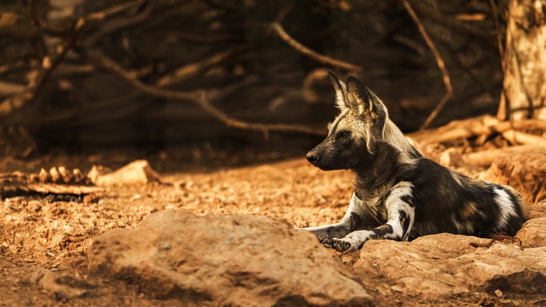 Wildhund