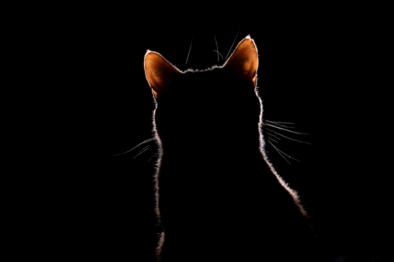 1. Platz - Jennifer Hövelkamp