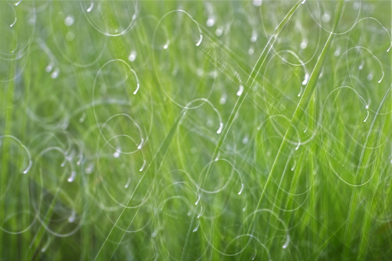 gras rond