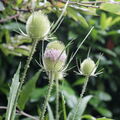 Struktur in der Natur M
